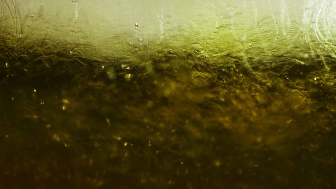 Das Foto zeigt die verschiedenen Farbtöne von Luis Dias' Olivenöl Extra Vergine, die den Reifegrad der Oliven bei der Ernte repräsentieren, und verdeutlicht die Geschmacksunterschiede, die durch den Reifeprozess der Oliven entstehen.